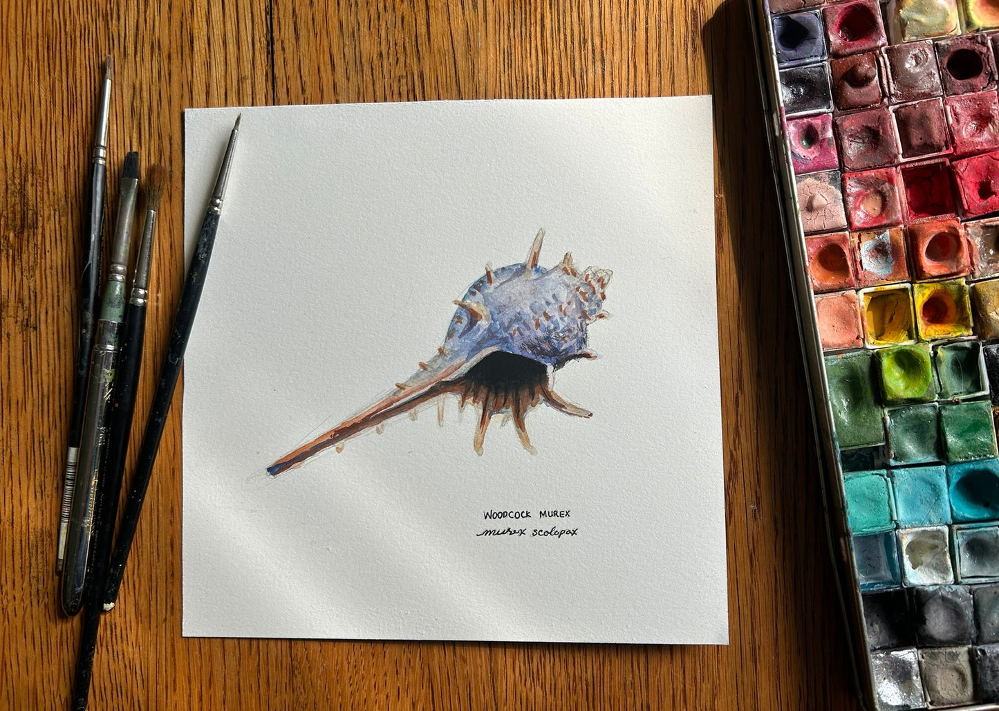 Original Watercolor Shell Painting 7" x 7"