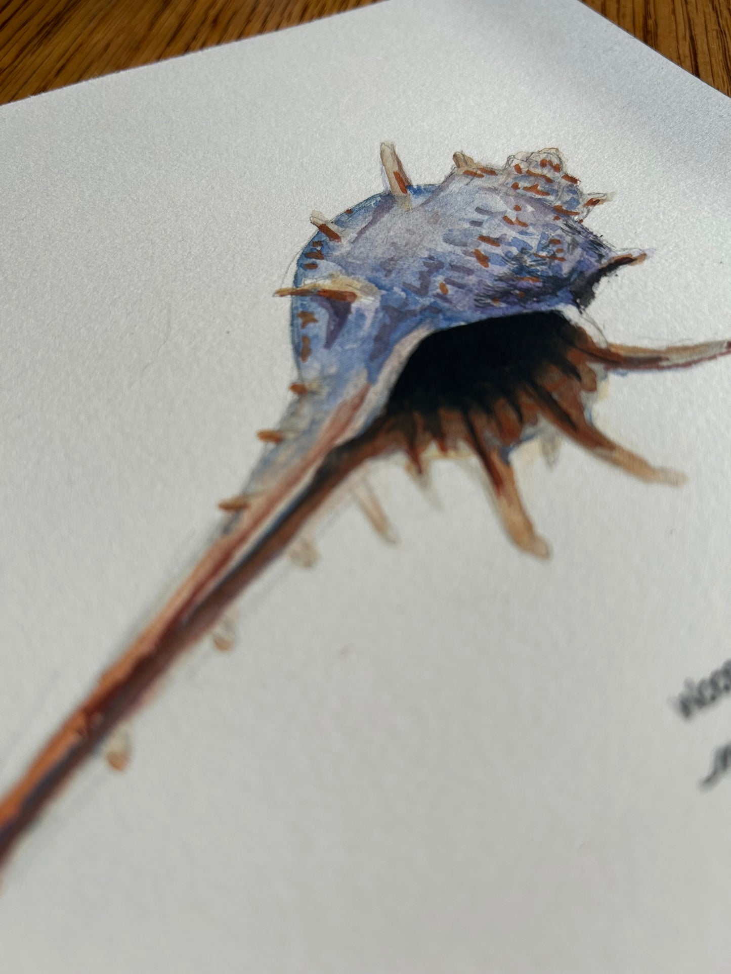 Original Watercolor Shell Painting 7" x 7"